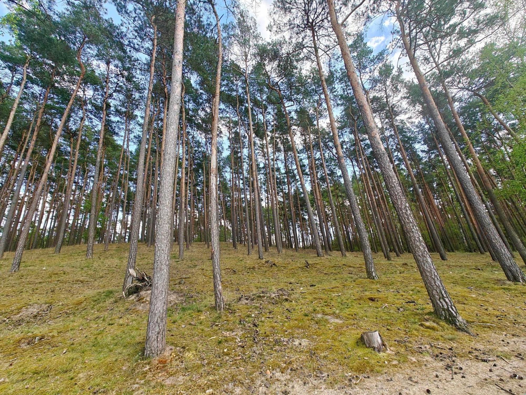 Lesna Ostoja W Centrum Puszczy Nadnoteckiej Otoczona 3 Jeziorami Miedzychod Extérieur photo